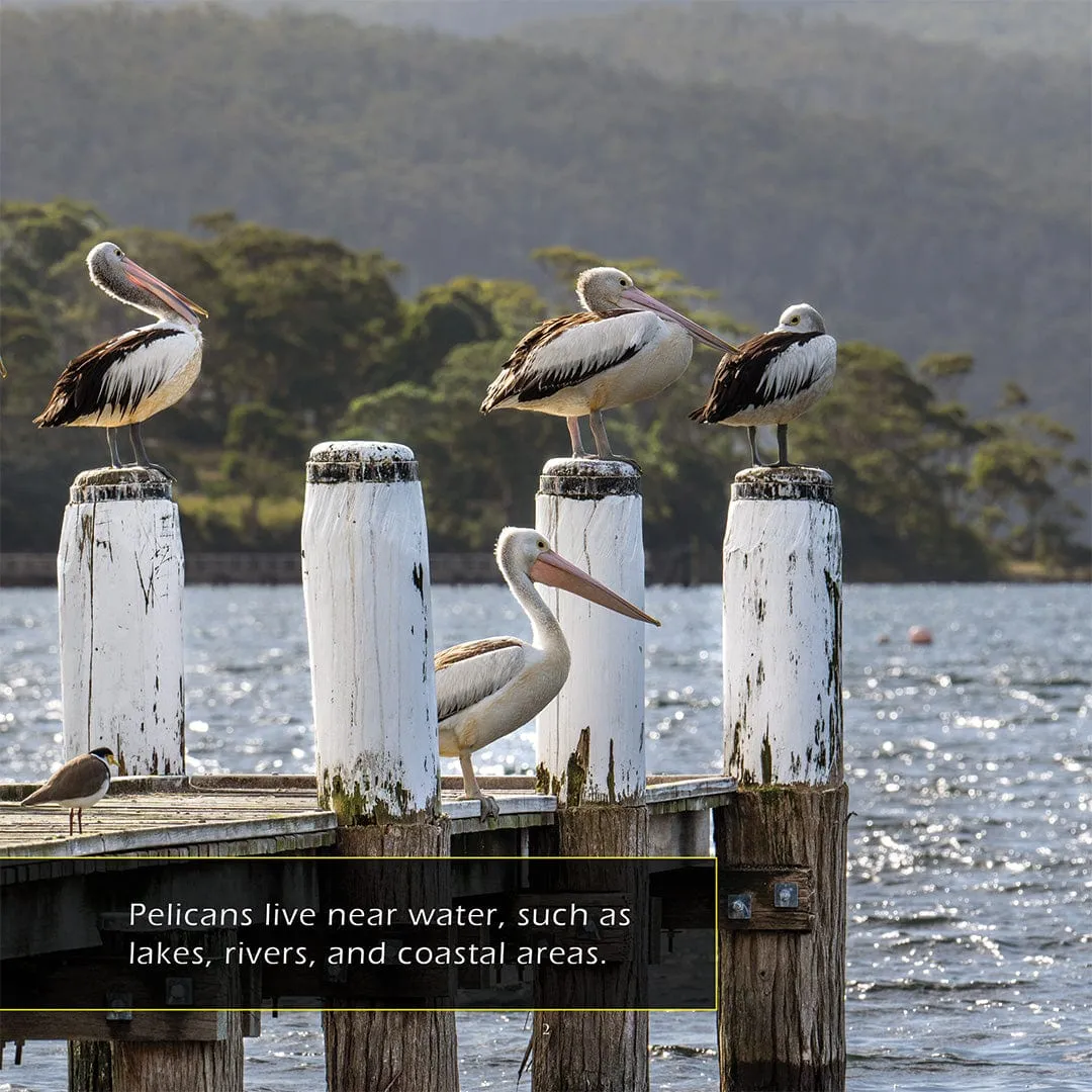 Pelicans! A My Incredible World Picture Book for Children